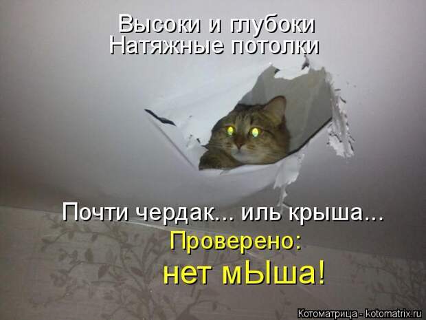 Лучшие котоматрицы недели (50 фото)