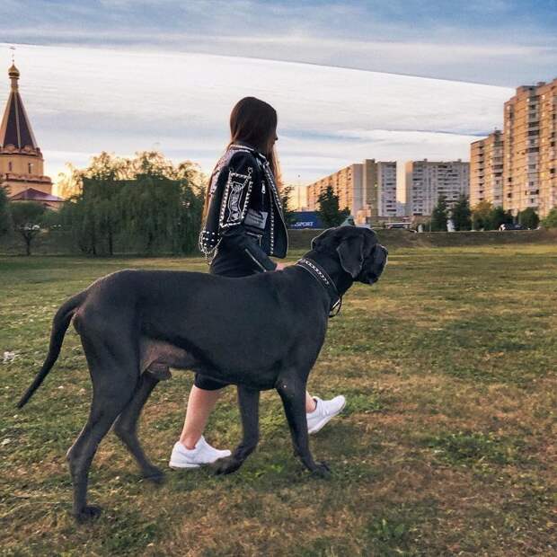 Немецкий дог: одна из самых больших пород собак в мире dog, животные, немецкий дог, собаки
