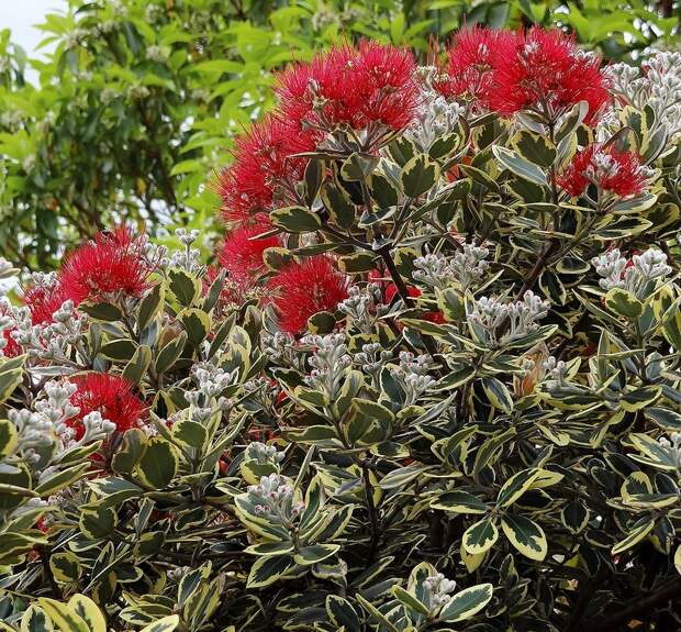 А оно всё цветет и цветет... :-)