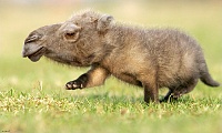 Фантастические животные 24