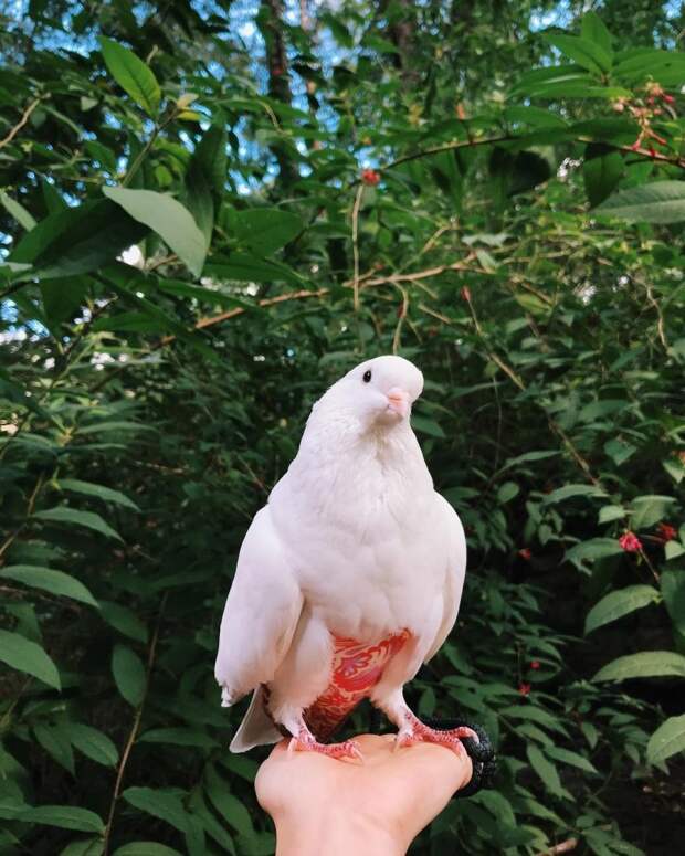 Спасенный голубь Миу носит необычные штаны instagram, белый голубь, голубь