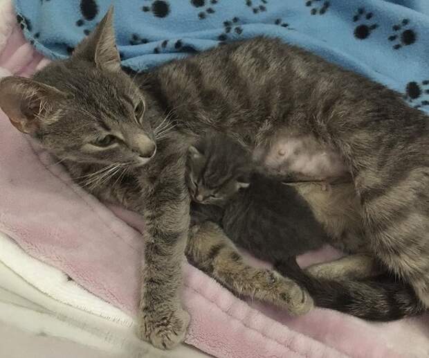 Котенок прижался к маме Котенок с мамой