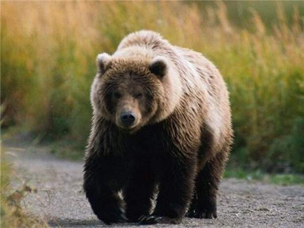 Бурый медведь напугал солдат в Финляндии