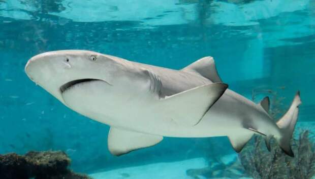 Исследование: акулы могут оказывать «SPA-услуги» своим потенциальным жертвам