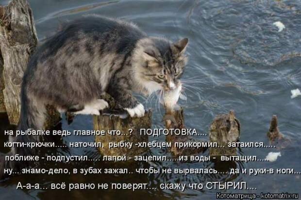 Лучшие котоматрицы недели (50 фото)