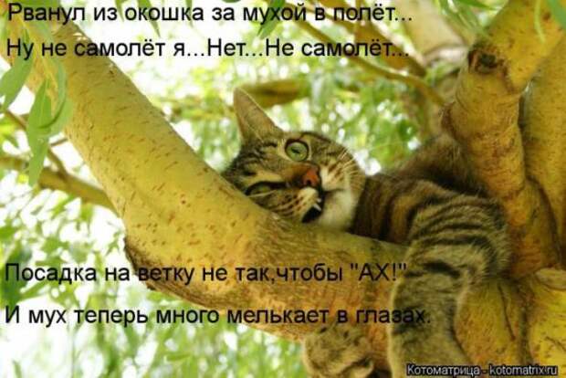 Котоматрицы(картинки с надписями)