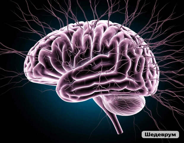 Ученые нашли новую причину гибели нейронов при деменции