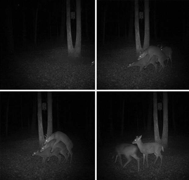 Скрытые камеры в лесу: чем действительно занимаются звери ночью и днем