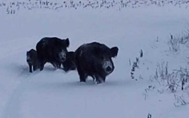 Лесничие встретились со стаей кабанов: сокращающаяся популяция ставит под угрозу экосистему Спасского округа
