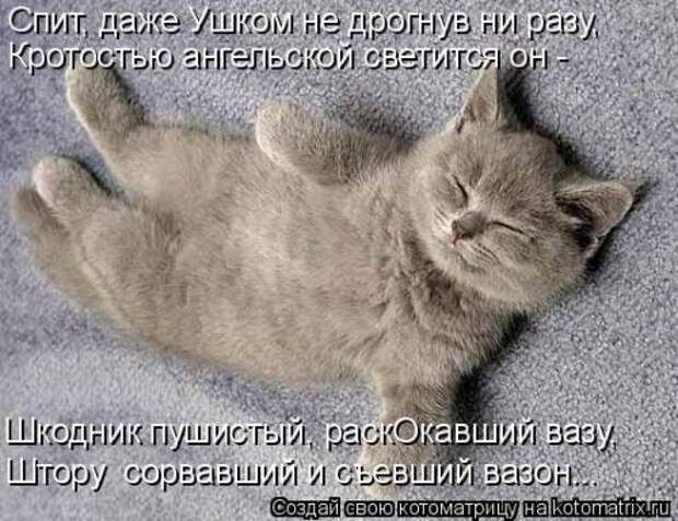 Новая котоматрица (36 фото)