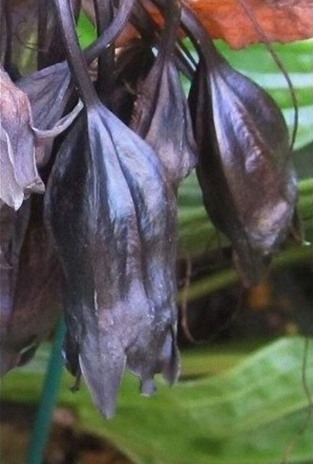 creepyplants22 Самые жуткие растения