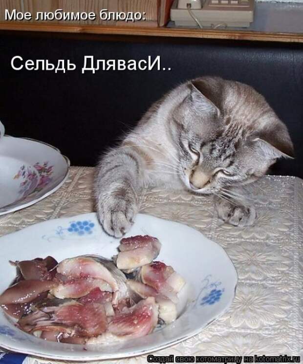 Котоматрицы(картинки с надписями)