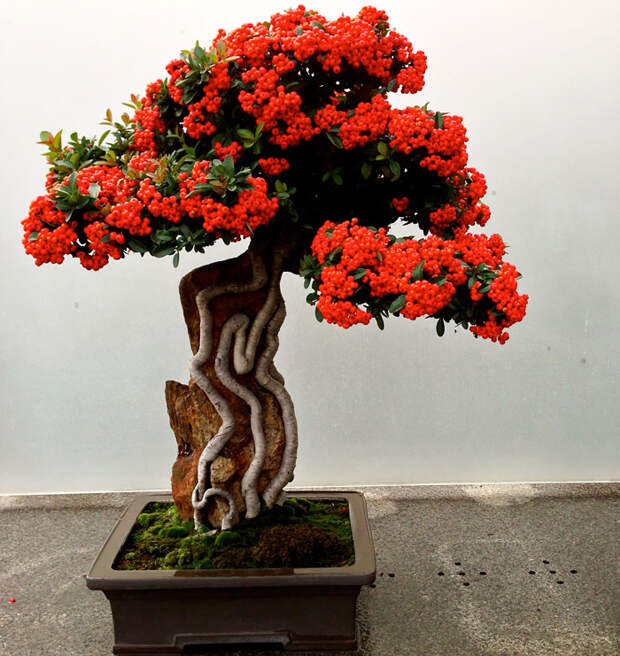 iskusstvo bonsay foto 20