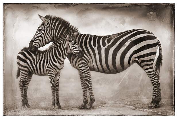 фотографии африки. Nick Brandt