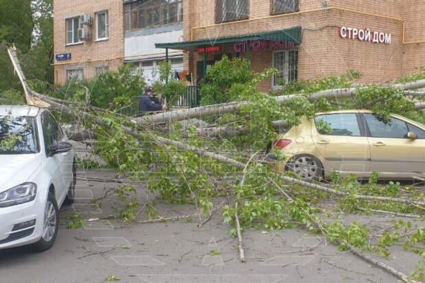 Shot: в Москве упавшие из-за ветра деревья повредили семь автомобилей