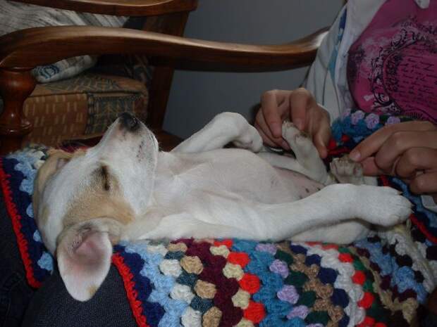 Животные которые на минуту забыли, что они животные