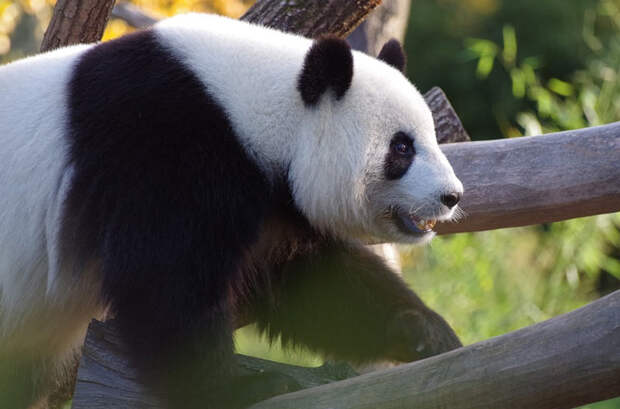 Животные Китая: Большая панда