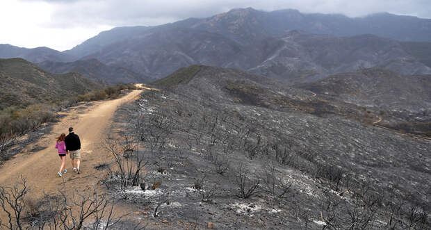 A 2013 fire in the western Santa Monica Mountains left parts of the landscape charred and a rare plant species on the brink of extinction.