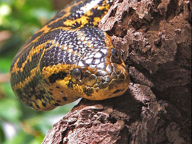 Пост восторга и восхищения самой большой змеей - анакондой анаконда, змеи, интересное, природа, факты, фауна