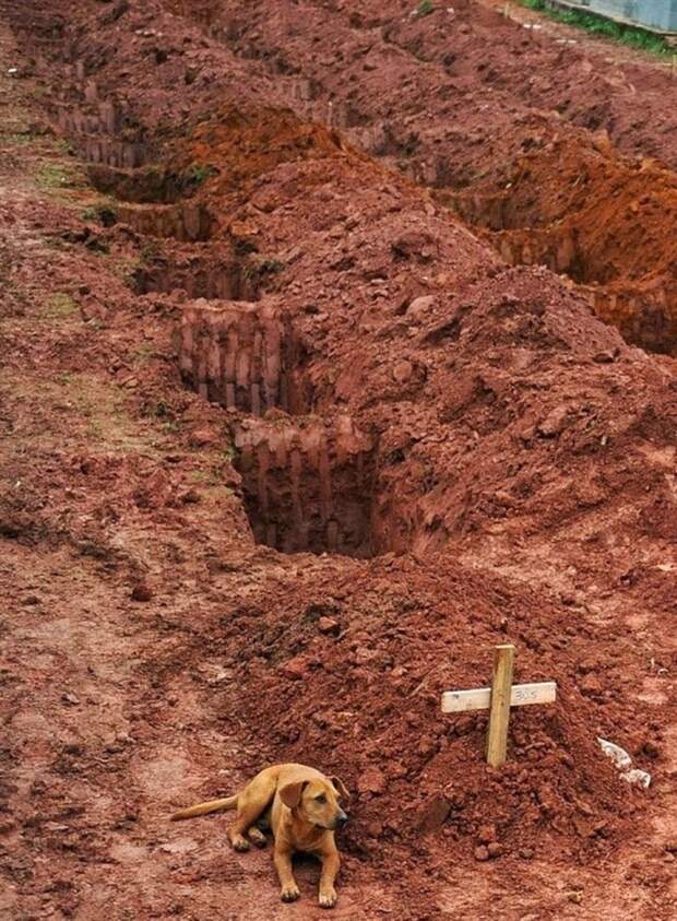 3. Собака по кличке Леао у могилы своего хозяина, погибшего из-за оползня неподалеку от Рио-де-Жанейро сила, фотография