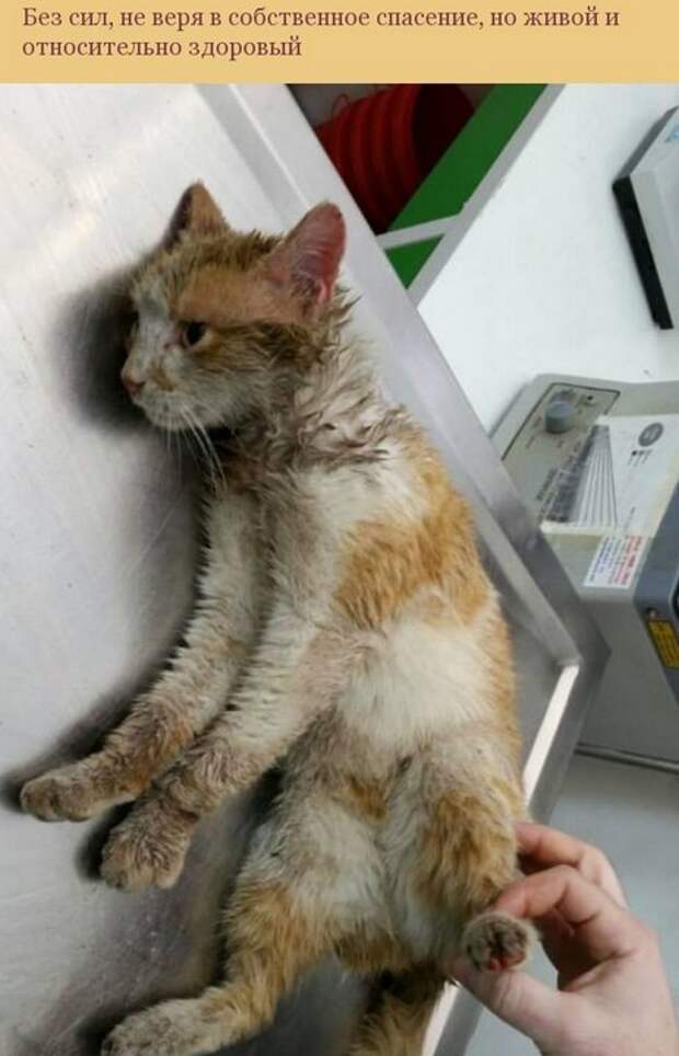 кот
