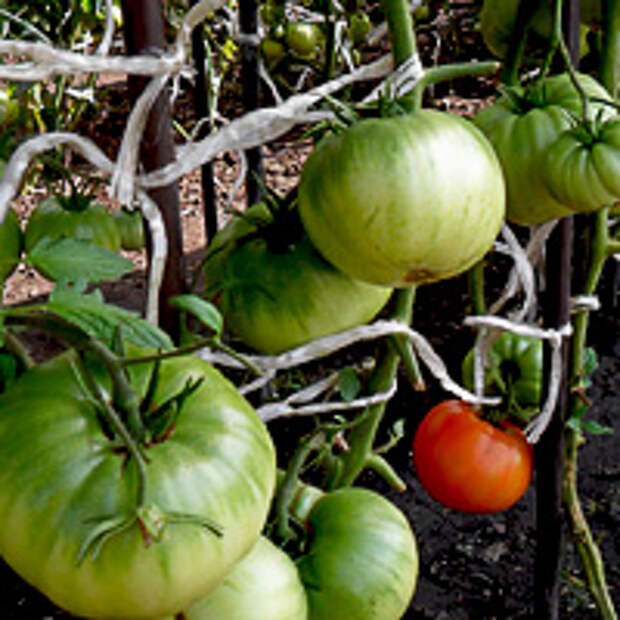 индетерминантные сорта томатов