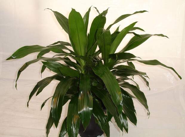 Комнатные растения, очищающие воздух plants03 Комнатные растения, очищающие воздух