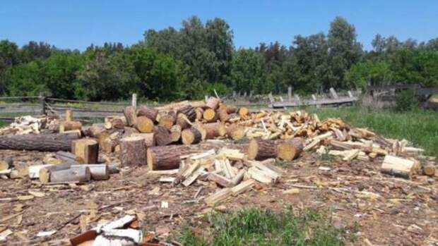 Двое жителей Алтайского края организовали бизнес по продаже краденых дров