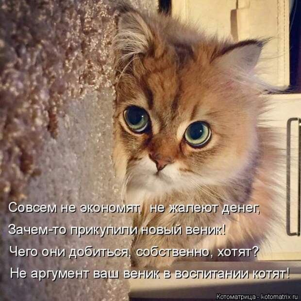 Лучшие котоматрицы недели (50 фото)
