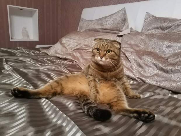 С добрым утром! коты, настроение, утро