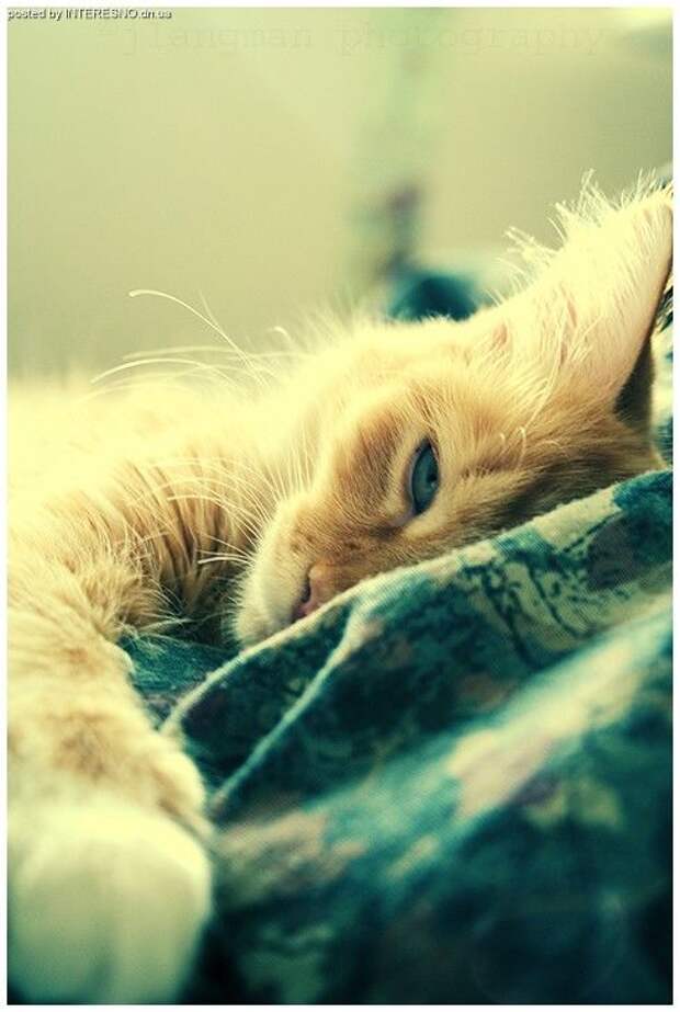 рыжий кот