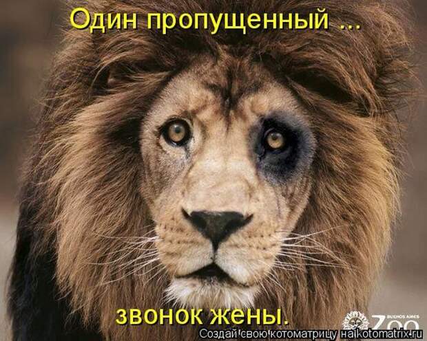 Лучшие котоматрицы недели