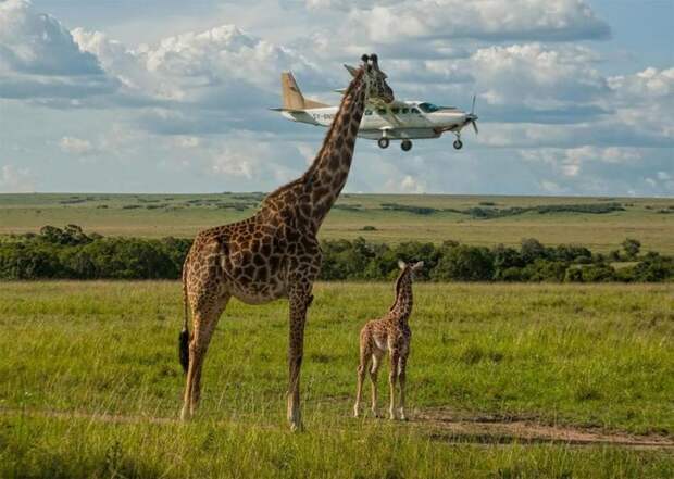 самые смешные животные 2017, самые смешные фотографии диких животных, Comedy Wildlife Photography Awards 2017