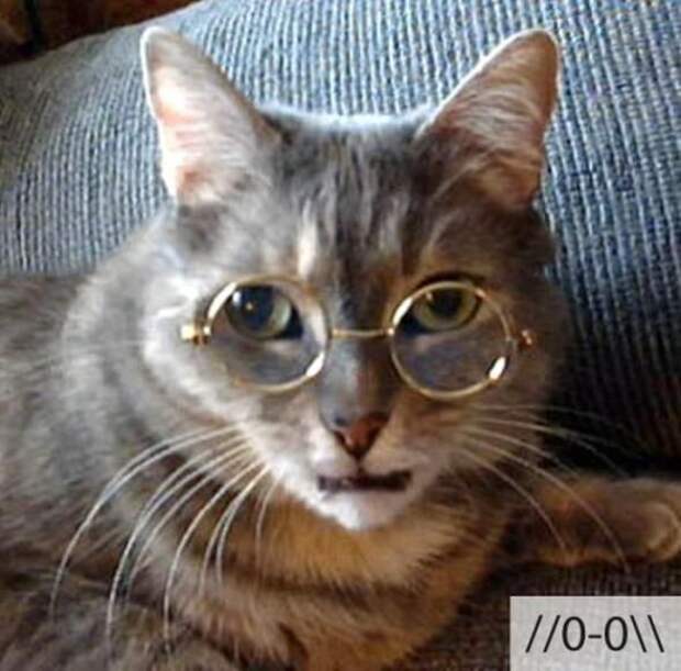 кот, эмоция