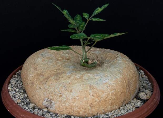 Adenia kirkii невероятное, растения, удивительное, факты, флора