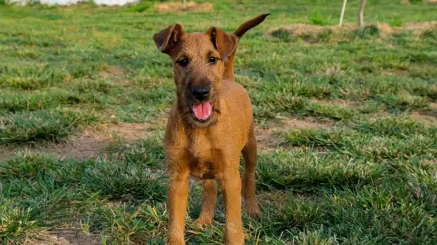 В штат крымского аэропорта взяли щенка ирландского терьера