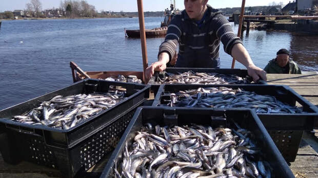 В Ленобласти планируют выловить 2 тысячи тонн корюшки в 2026 году