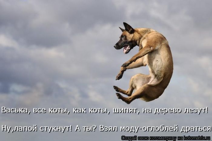 Лучшие котоматрицы недели (50 фото)