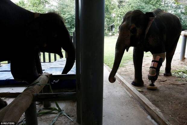 Слонихе Моше сделали девятый уникальный протез ноги животные, нога, протез, слон