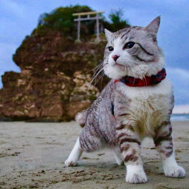 Фотогеничность зашкаливает: кот, который всегда замечательно выходит на снимках Нянкичи, животные, знаменитость, кот, фотогеничность, фотография, япония