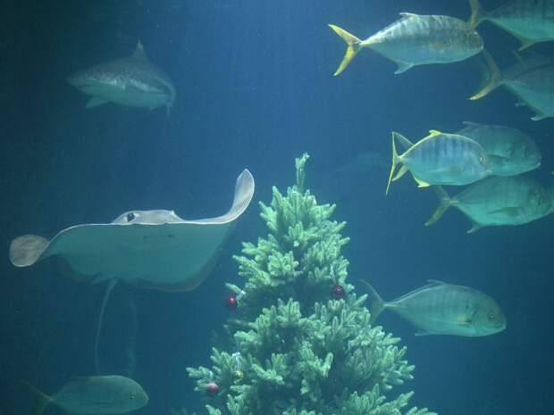 Как не ошибиться при запуске аквариума: почему вода мутнеет, а рыбки могут погибнуть?