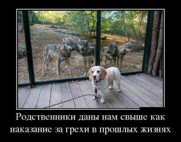Демотиваторы