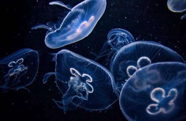 Интересные факты о медузах. Удивительные медузы: 9 самых поразительных фактов о них