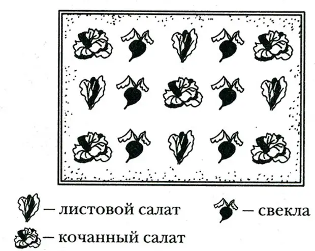 Свекла и морковь на одной грядке схема