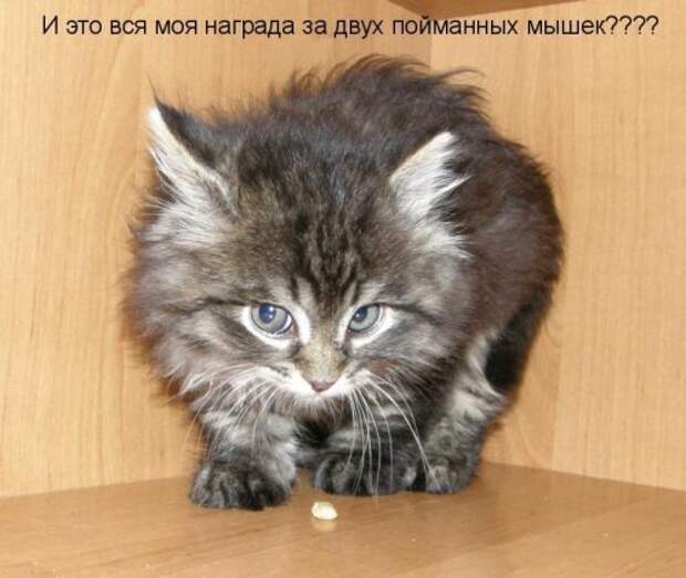 Котоматрица юморная (38 фото)