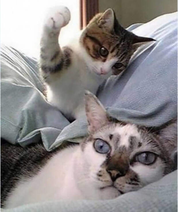 Крутые фотографии, которые получились в нужный момент Крутые фотографии, которые получились в нужный момент прикол, юмор