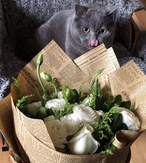 22 питомца, которые считают, что эталон «хороший мальчик» морально устарел
