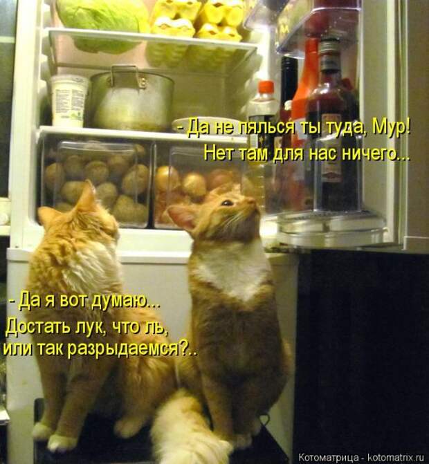 Лучшие котоматрицы недели (50 фото)