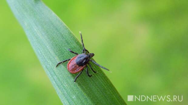 Активисты судятся с минздравом, чтобы сделать прививки от клеща бесплатными для всех
