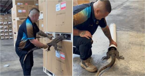 На складе в Австралии нашли отдыхающего огромного варана между поддонами